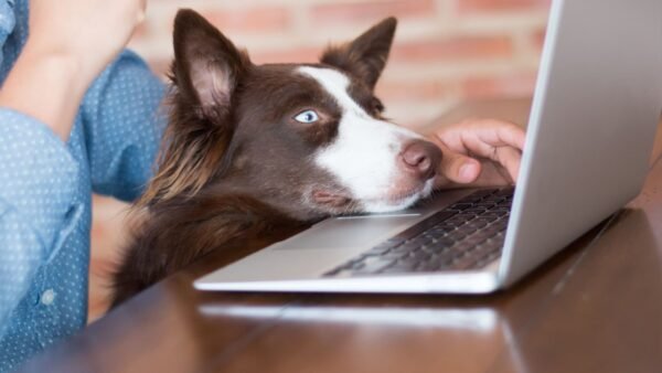 Top 50+ U.S. Pet Friendly Coworking Spaces