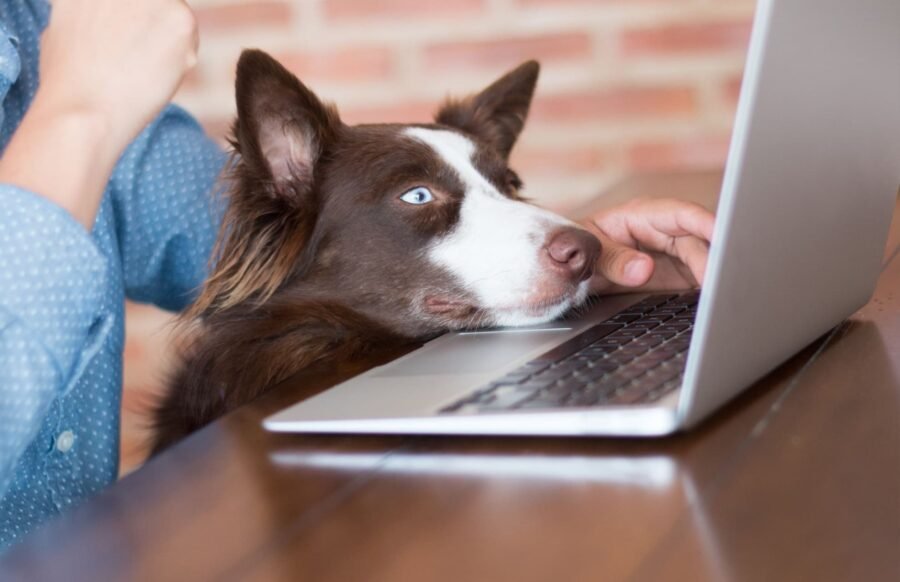Top 50+ U.S. Pet Friendly Coworking Spaces