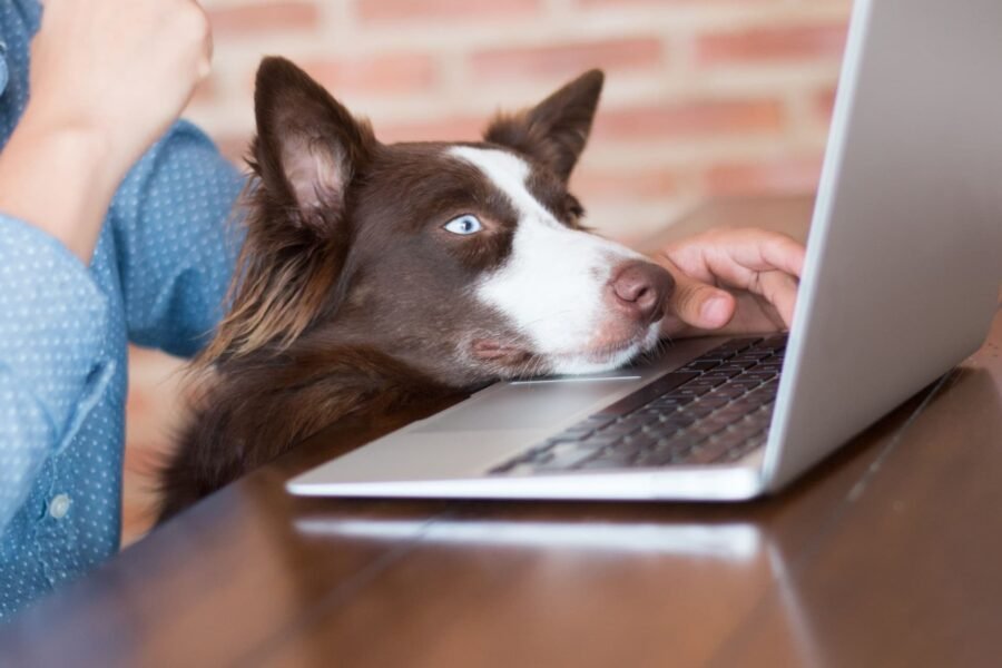 Top 50+ U.S. Pet Friendly Coworking Spaces