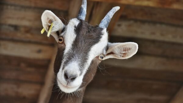 Estate Agents are GOAT – according to Zoopla