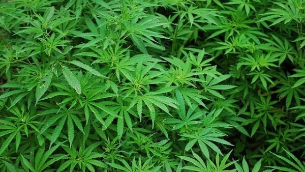 Infamous landlord faces £60K loss after properties used as cannabis farms