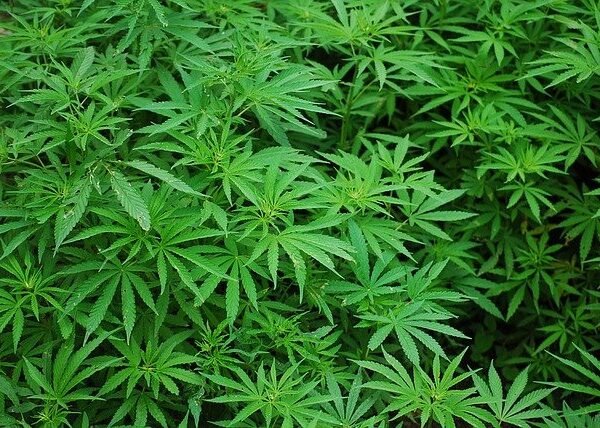 Infamous landlord faces £60K loss after properties used as cannabis farms