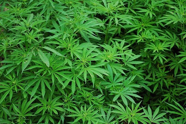 Infamous landlord faces £60K loss after properties used as cannabis farms