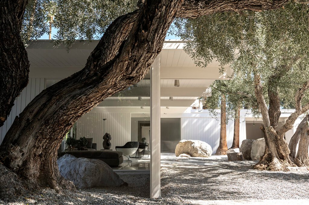 An exterior view of a mid-century modern house with floor-to-ceiling glass walls, sheltered by deep overhangs and framed in the foreground by the large, textured trunks of two mature olive trees, set amidst a gravel courtyard with large boulders.