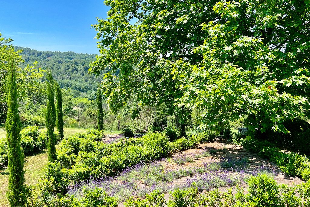 Lavender field and cypress trees in a sunny Provence garden with a large maple tree and hill views.