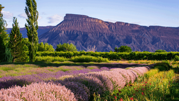 What’s Happening in Grand Junction’s Real Estate Market What’s Happening in Grand Junction’s Real Estate Market