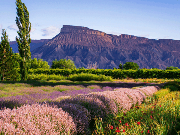 What’s Happening in Grand Junction’s Real Estate Market
