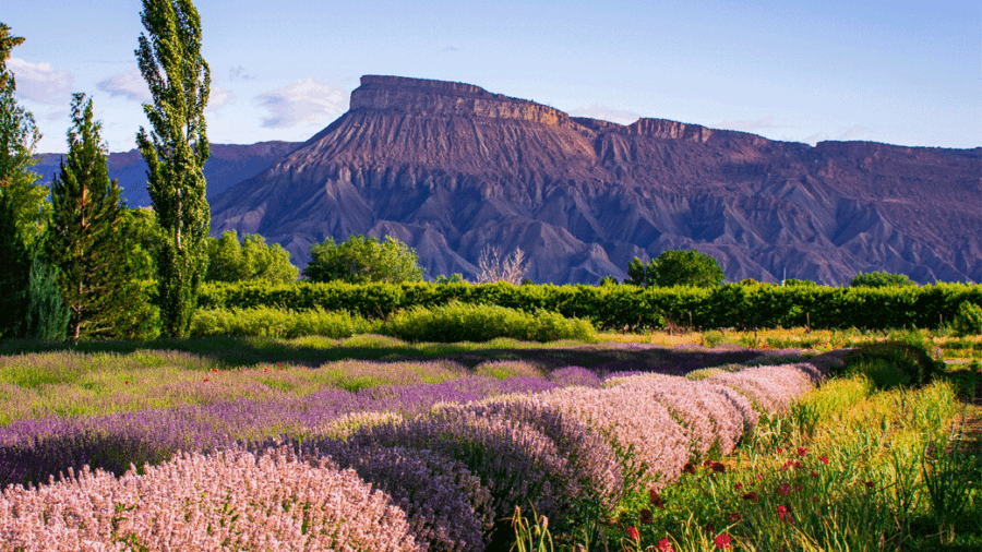 What’s Happening in Grand Junction’s Real Estate Market