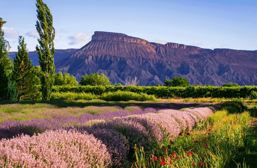 What’s Happening in Grand Junction’s Real Estate Market