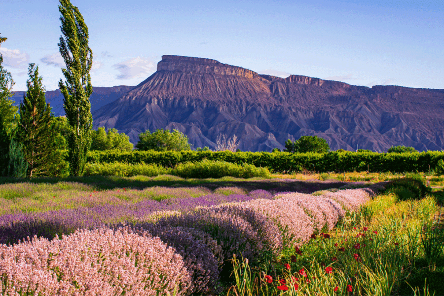 What’s Happening in Grand Junction’s Real Estate Market