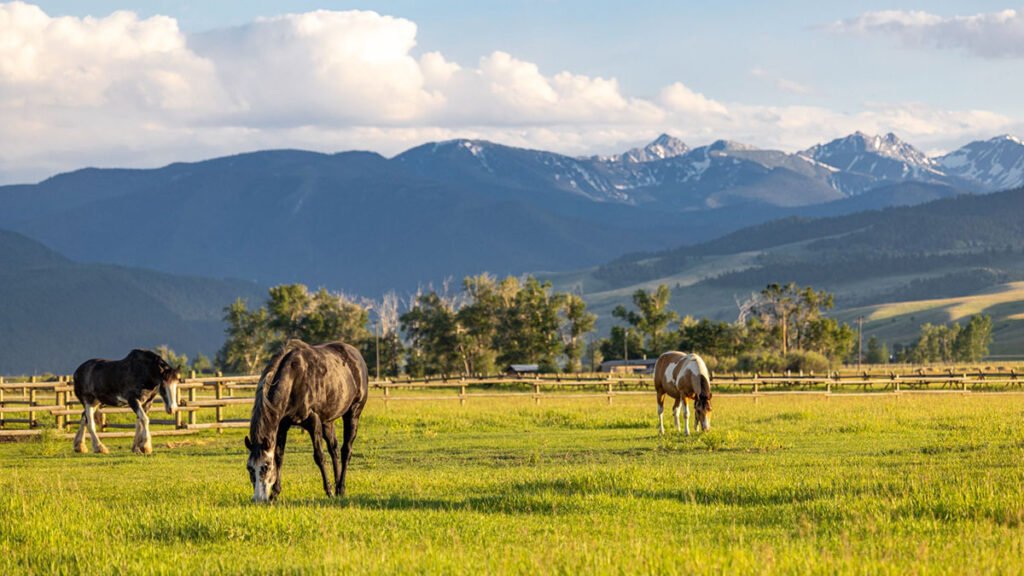 Horses grazing in the fenced green pastures at A River's Ranch with a backdrop of the Spanish Peaks and Montana mountains.